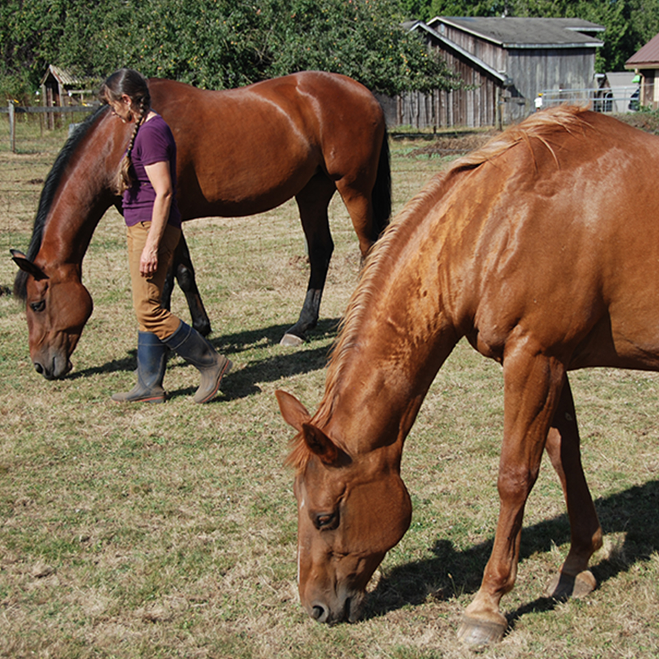 Peaceful Horse Workshop